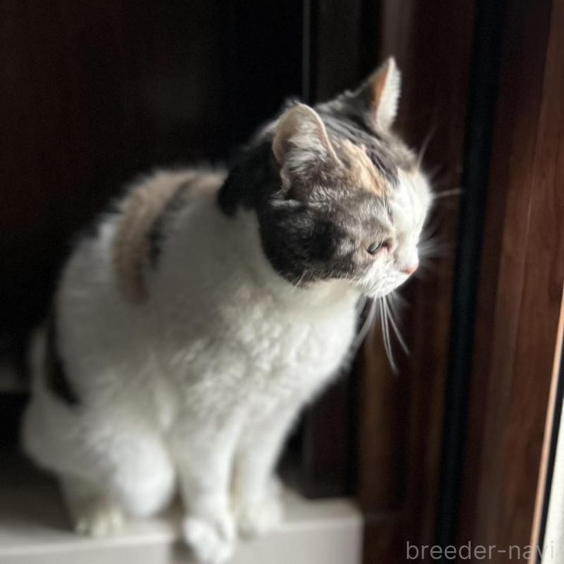 販売中の三重県のスコティッシュフォールド-136871の4枚目