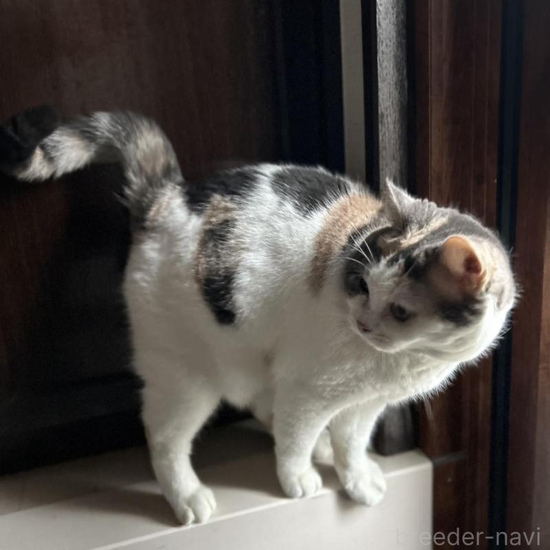 販売中の三重県のスコティッシュフォールド-136871の2枚目