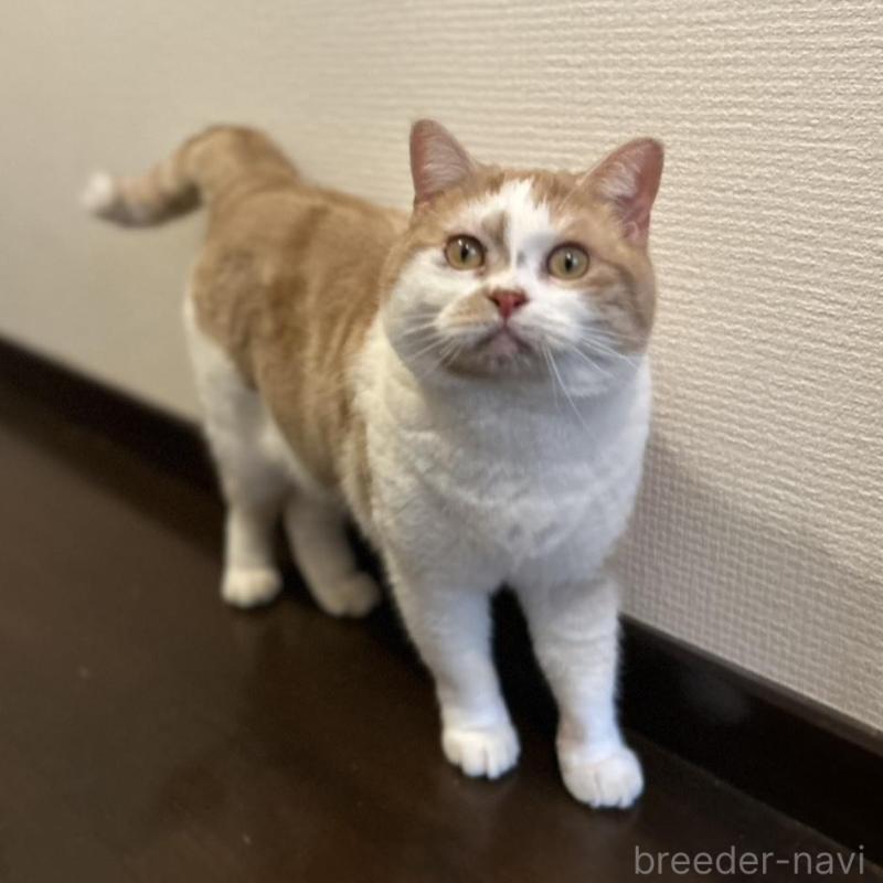 販売中の三重県のスコティッシュフォールド-136872の5枚目