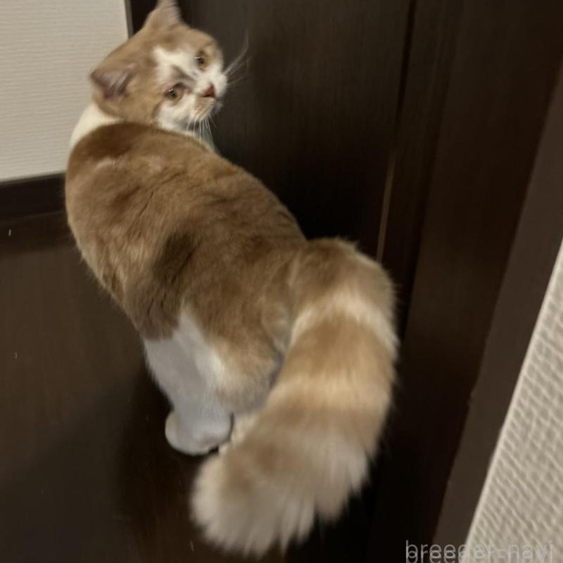 販売中の三重県のスコティッシュフォールド-136872の3枚目