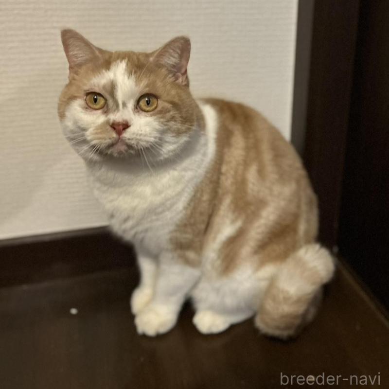 販売中の三重県のスコティッシュフォールド-136872の1枚目