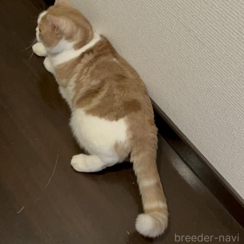 販売中の三重県のスコティッシュフォールド-136872の2枚目