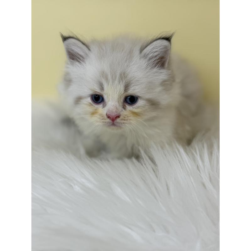 販売中の埼玉県のネヴァマスカレード-136755の4枚目