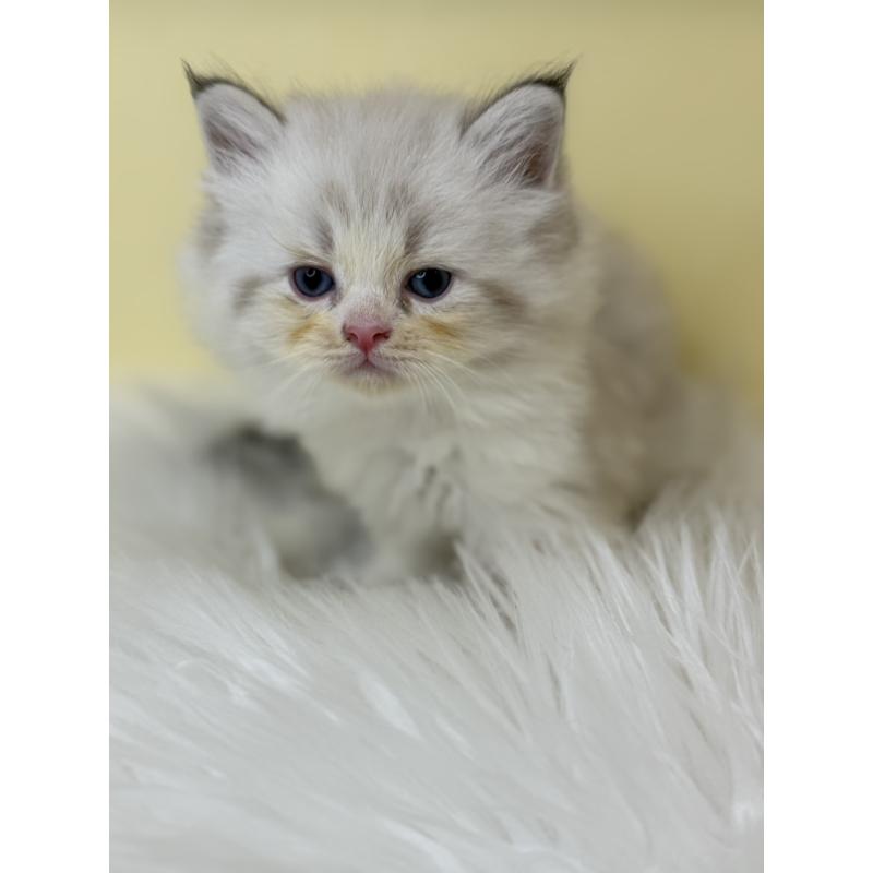 販売中の埼玉県のネヴァマスカレード-136755の3枚目