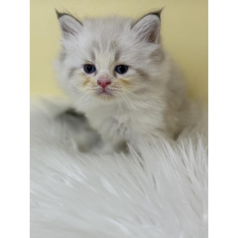 販売中の埼玉県のネヴァマスカレード-136755の2枚目