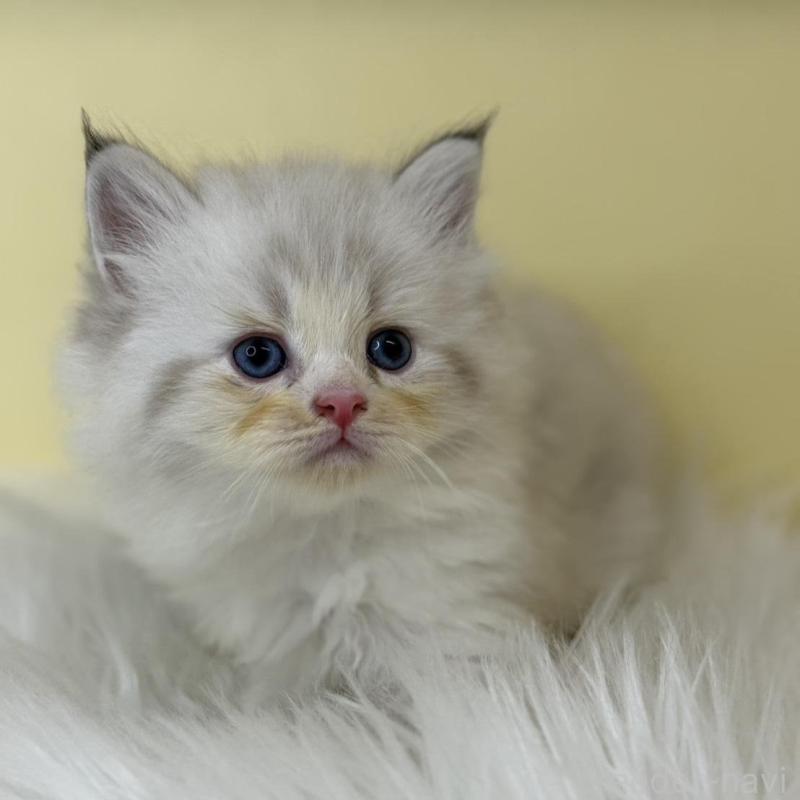 販売中の埼玉県のネヴァマスカレード-136755の1枚目