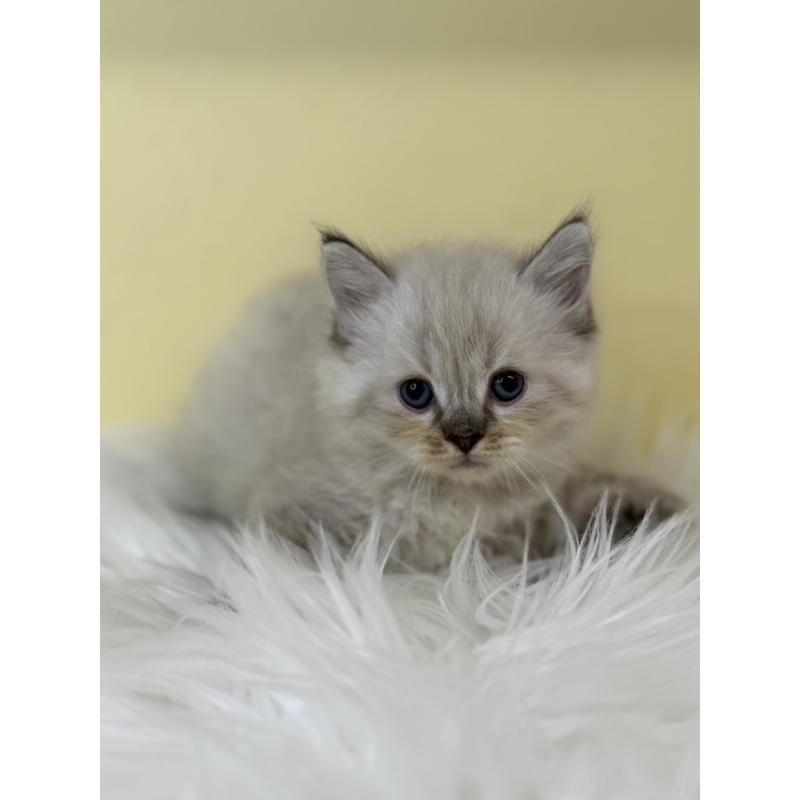 販売中の埼玉県のネヴァマスカレード-136756の5枚目