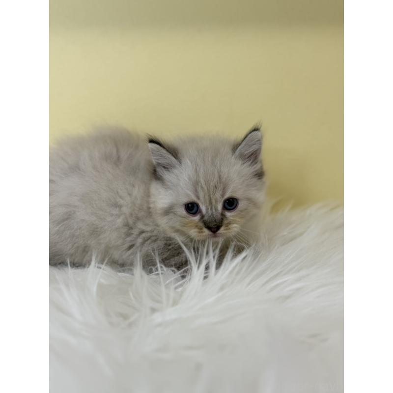 販売中の埼玉県のネヴァマスカレード-136756の3枚目