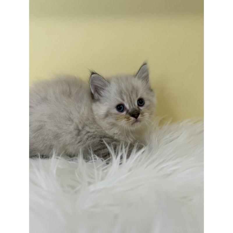 販売中の埼玉県のネヴァマスカレード-136756の2枚目