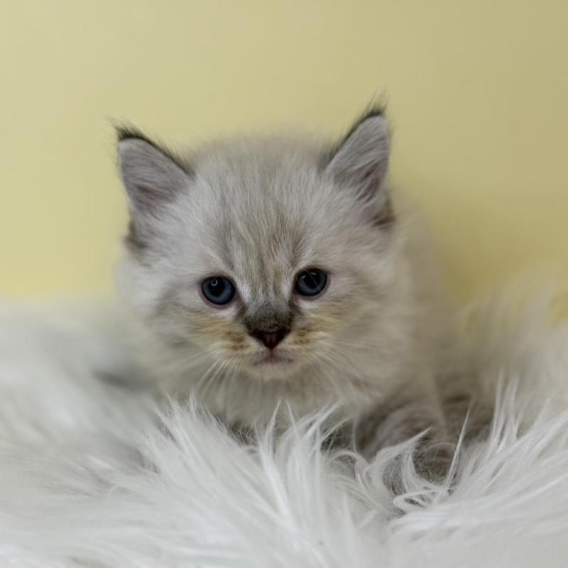 販売中の埼玉県のネヴァマスカレード-136756の1枚目