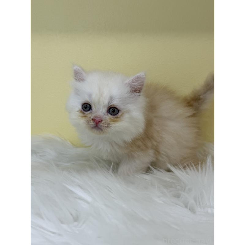 販売中の埼玉県のマンチカン-136762の4枚目