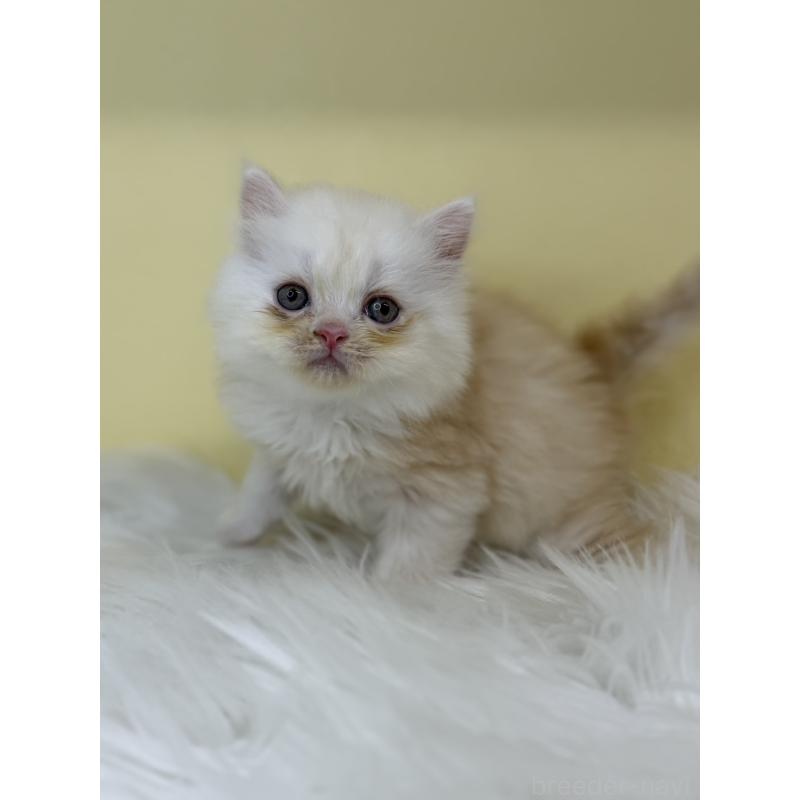 販売中の埼玉県のマンチカン-136762の3枚目