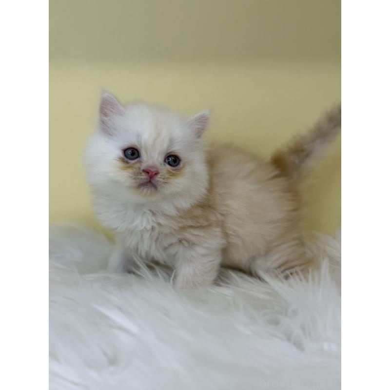 販売中の埼玉県のマンチカン-136762の2枚目