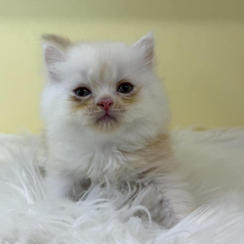 販売中の埼玉県のマンチカン-136762の1枚目