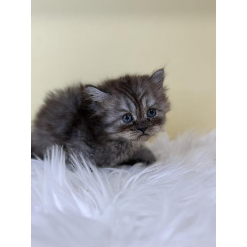 販売中の埼玉県のマンチカン-136763の3枚目