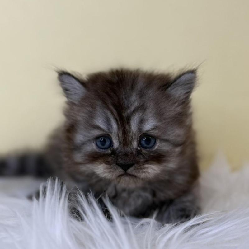 販売中の埼玉県のマンチカン-136763の1枚目