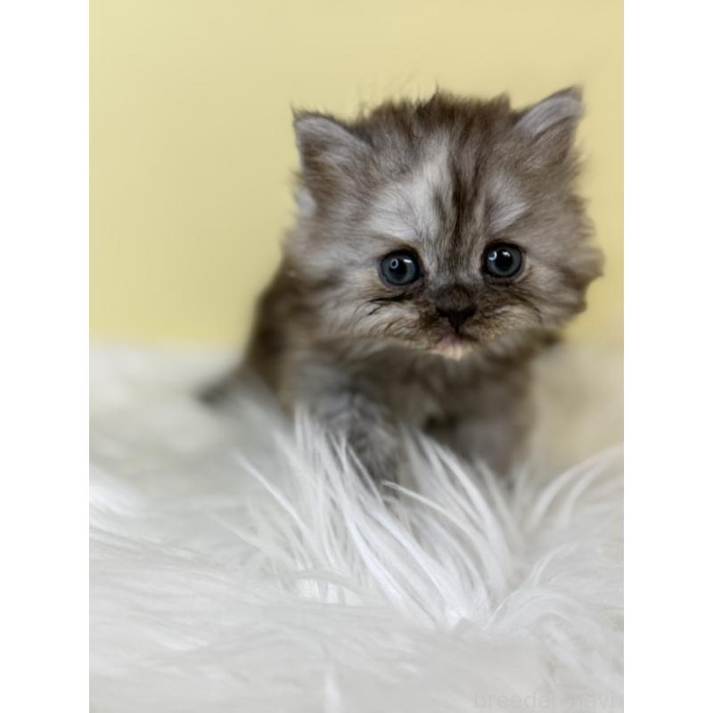 販売中の埼玉県のマンチカン-136764の4枚目