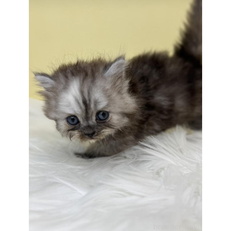 販売中の埼玉県のマンチカン-136764の3枚目