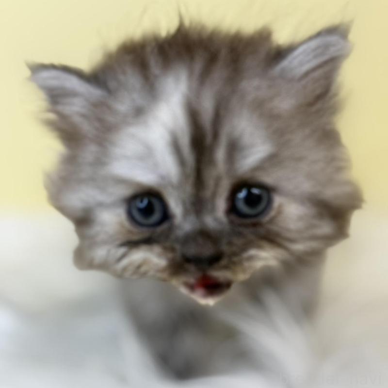 販売中の埼玉県のマンチカン-136764の1枚目