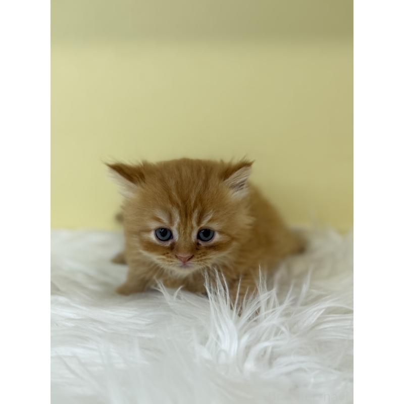 販売中の埼玉県のマンチカン-136765の3枚目