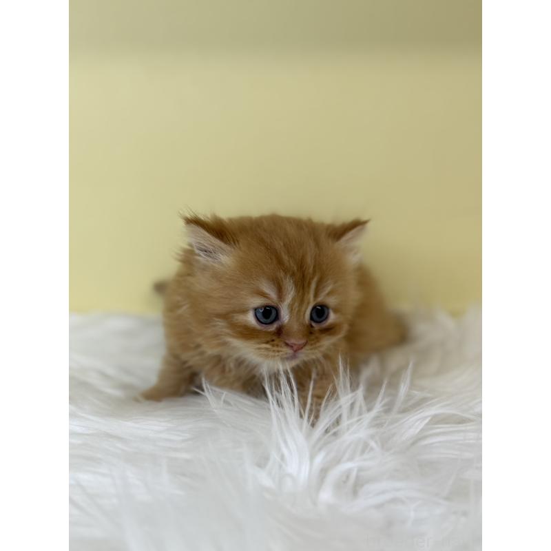 販売中の埼玉県のマンチカン-136765の2枚目