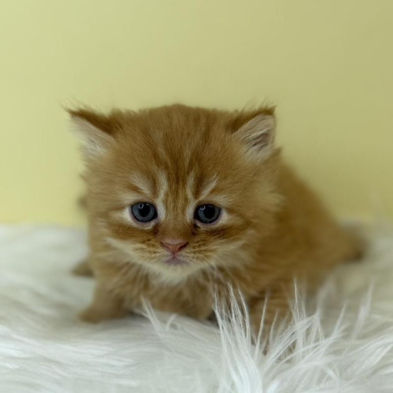 販売中の埼玉県のマンチカン-136765の1枚目