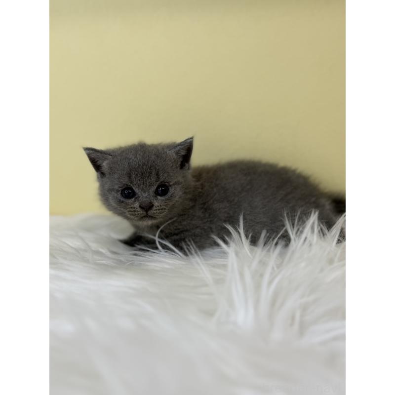 販売中の埼玉県のシャルトリュー-136766の4枚目