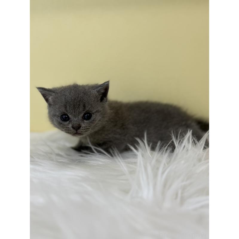 販売中の埼玉県のシャルトリュー-136766の2枚目