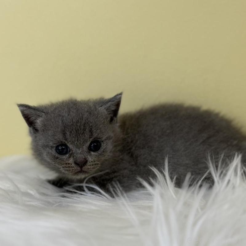 販売中の埼玉県のシャルトリュー-136766の1枚目