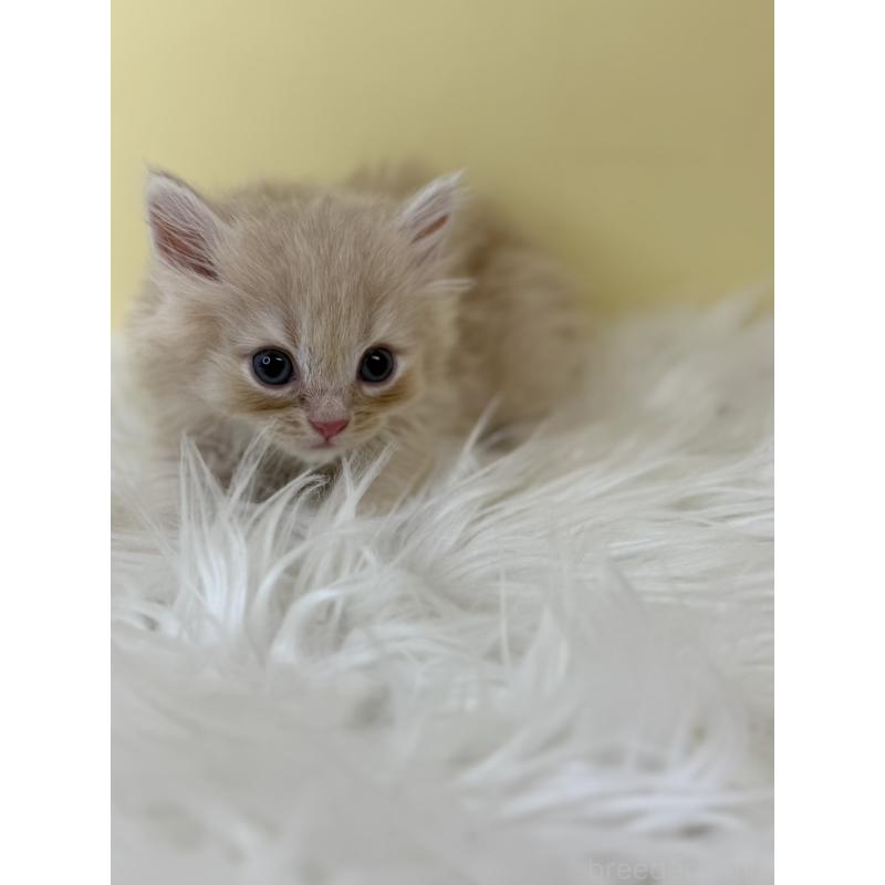 販売中の埼玉県のサイベリアン-136767の3枚目