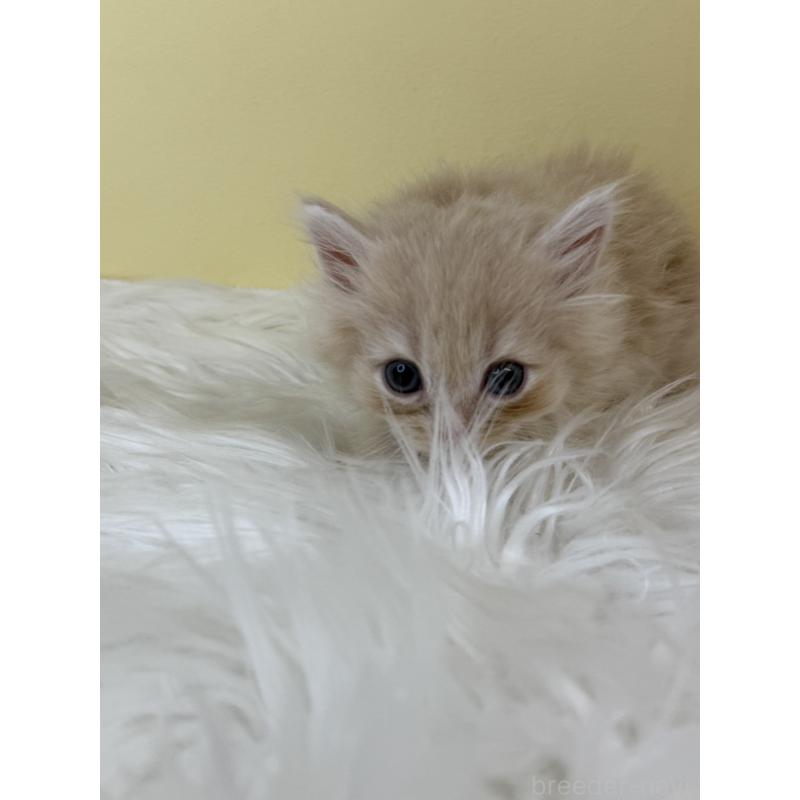 販売中の埼玉県のサイベリアン-136767の2枚目