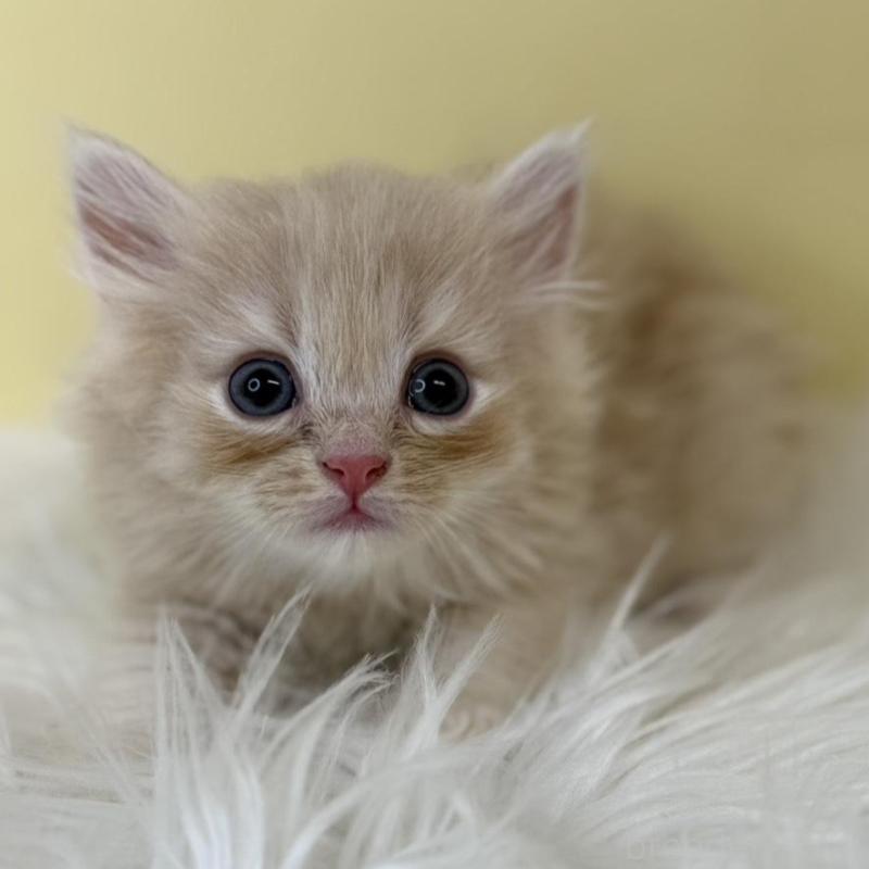 販売中の埼玉県のサイベリアン-136767の1枚目