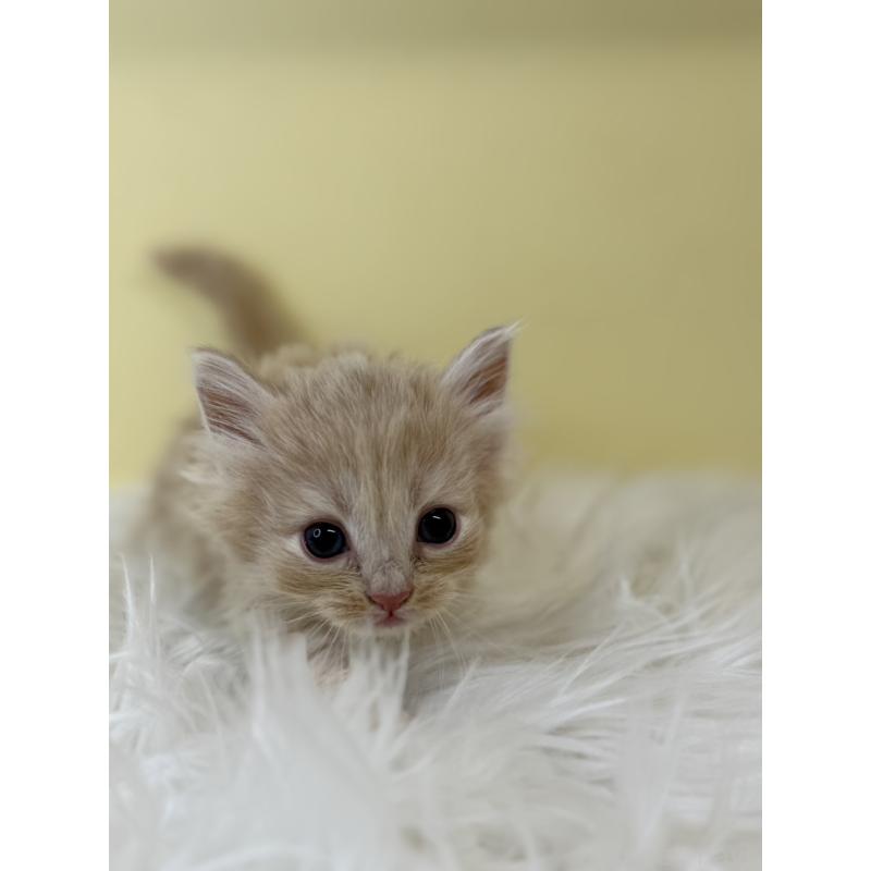 販売中の埼玉県のサイベリアン-136768の4枚目