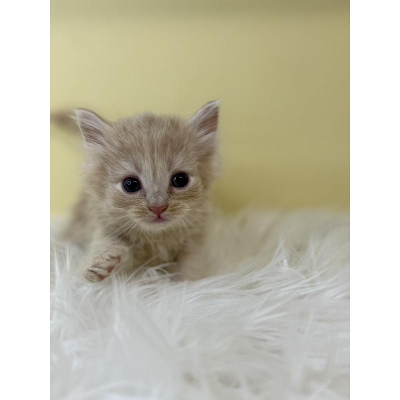 販売中の埼玉県のサイベリアン-136768の3枚目