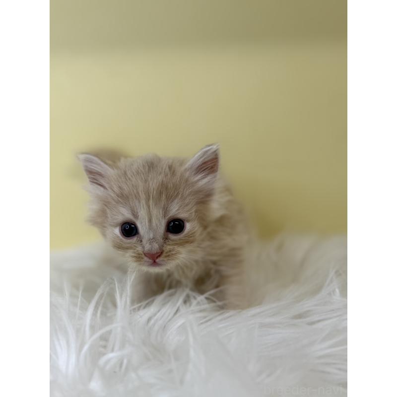 販売中の埼玉県のサイベリアン-136768の2枚目