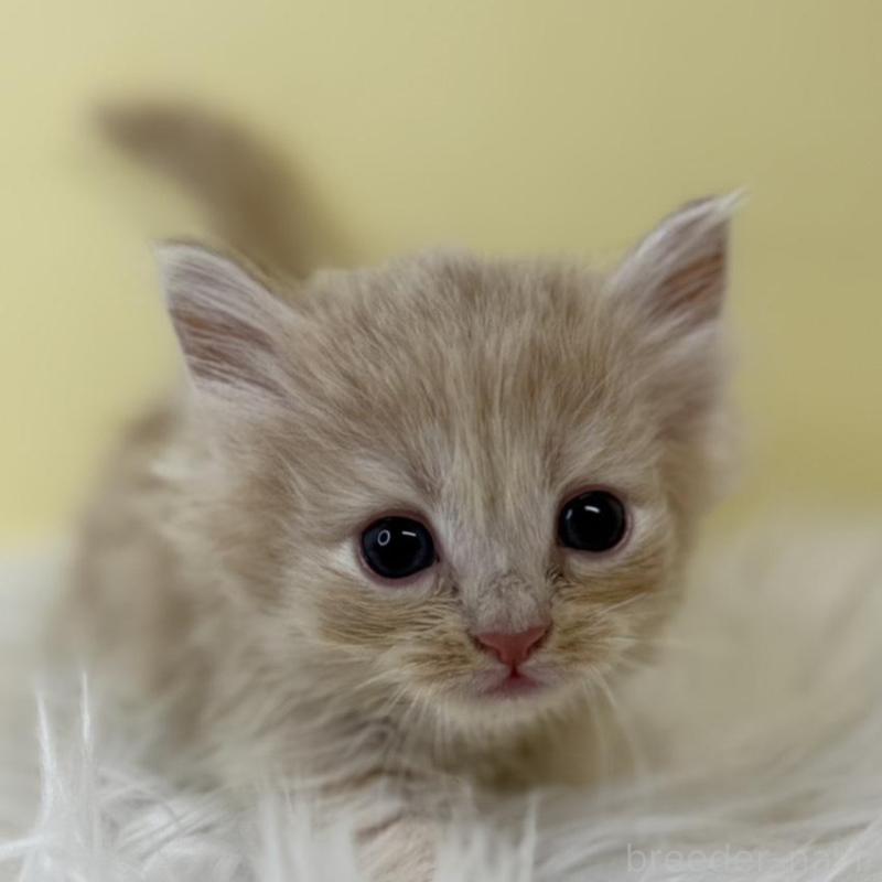 販売中の埼玉県のサイベリアン-136768の1枚目