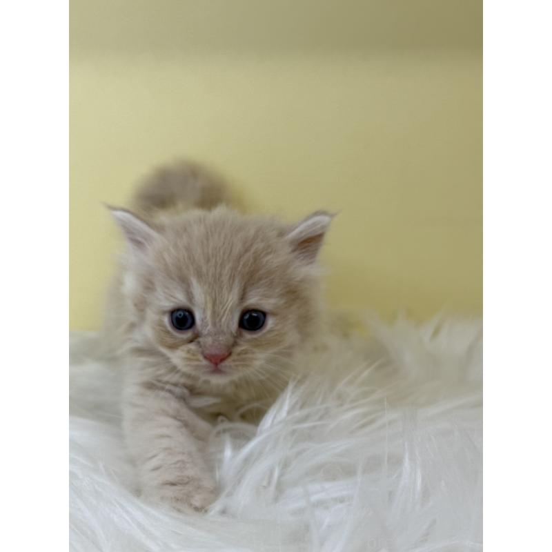 販売中の埼玉県のサイベリアン-136769の4枚目