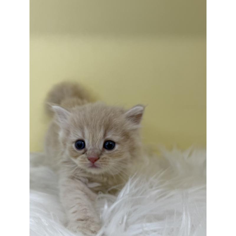 販売中の埼玉県のサイベリアン-136769の3枚目