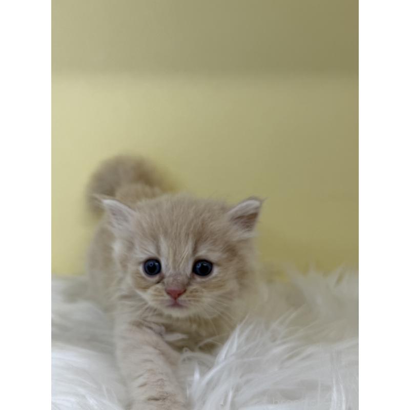 販売中の埼玉県のサイベリアン-136769の2枚目