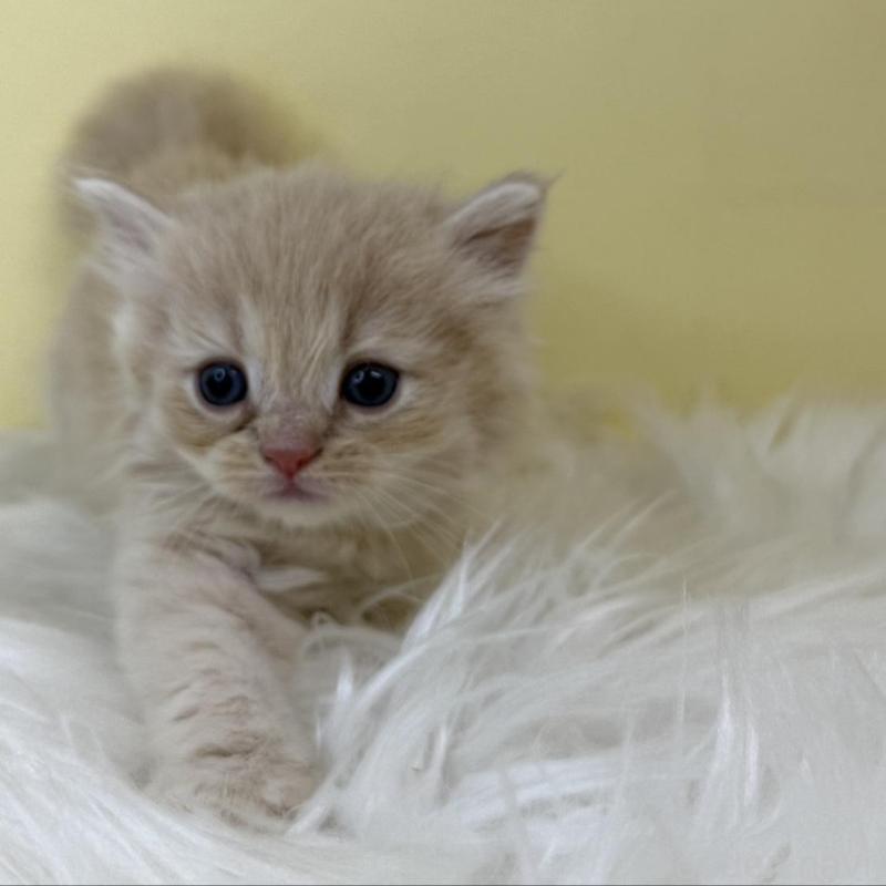 販売中の埼玉県のサイベリアン-136769の1枚目