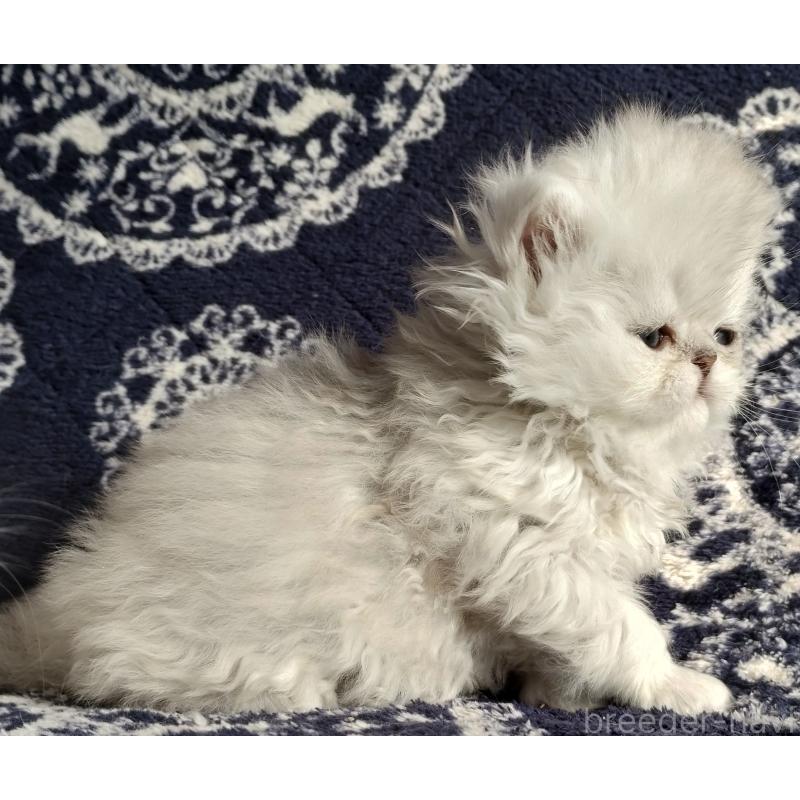 販売中の岡山県のペルシャ(チンチラ)-136873の5枚目