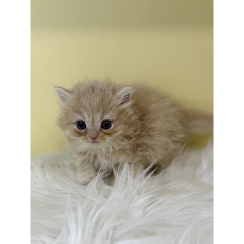 販売中の埼玉県のサイベリアン-136770の4枚目