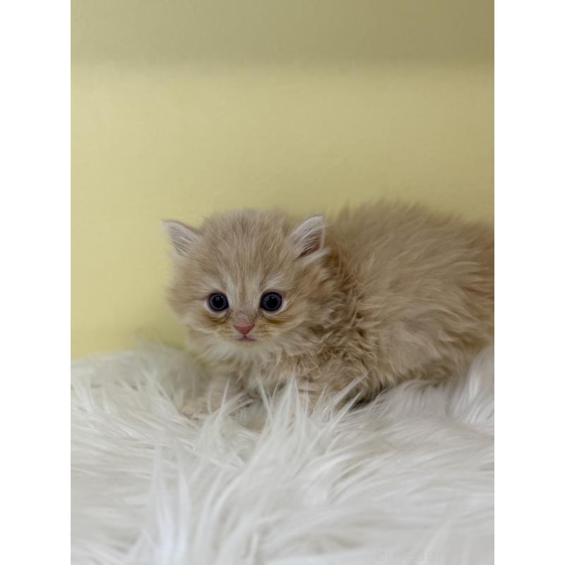 販売中の埼玉県のサイベリアン-136770の3枚目