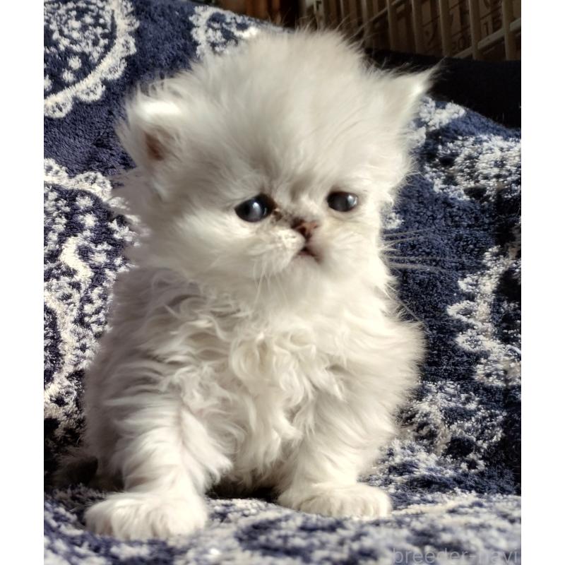 販売中の岡山県のペルシャ(チンチラ)-136873の2枚目