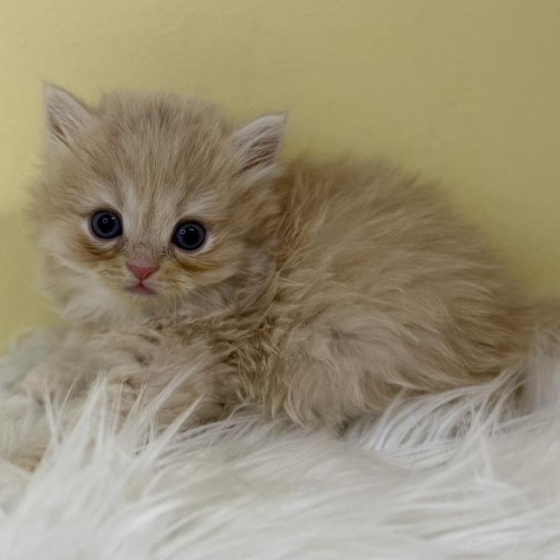 販売中の埼玉県のサイベリアン-136770の1枚目