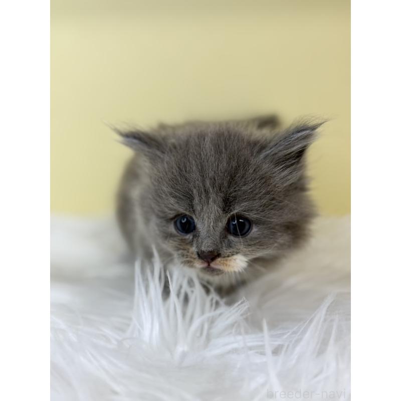 販売中の埼玉県のサイベリアン-136771の3枚目