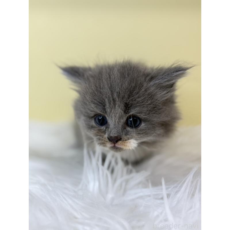 販売中の埼玉県のサイベリアン-136771の4枚目