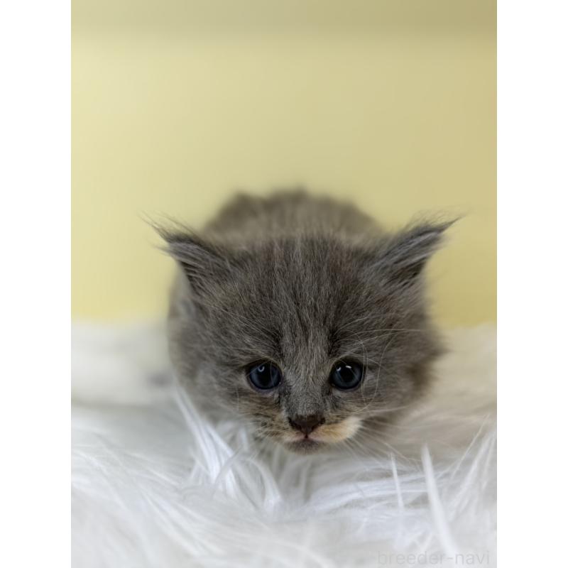 販売中の埼玉県のサイベリアン-136771の2枚目