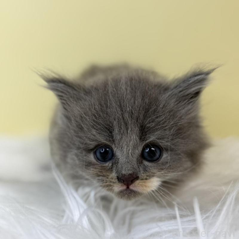 販売中の埼玉県のサイベリアン-136771の1枚目