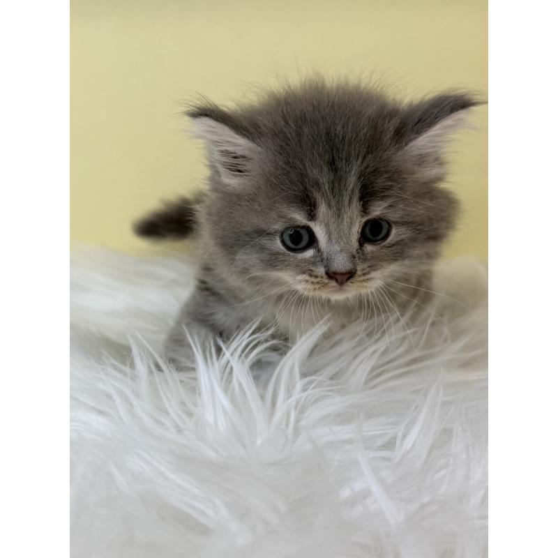 販売中の埼玉県のサイベリアン-136772の4枚目